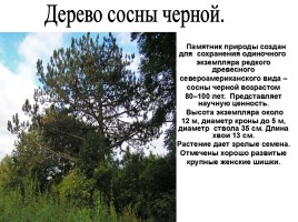 Памятники природы Мордовии, слайд 10