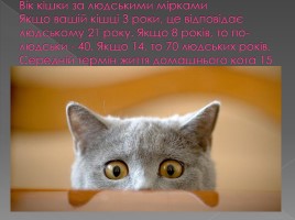 Цікаві факти про котів, слайд 11
