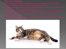 Цікаві факти про котів, слайд 12