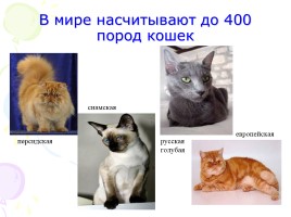 Проект «Удивительные животные - Кошки», слайд 10