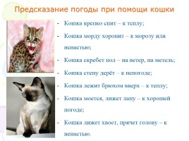 Проект «Удивительные животные - Кошки», слайд 8