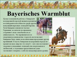 Немецкие породы лошадей, слайд 16