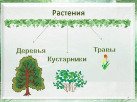 Какие бывают растения?, слайд 18