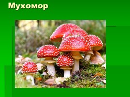 Кроссворд «Хитрые грибы», слайд 4