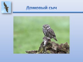 Урок ИЗО «Птицы России», слайд 10