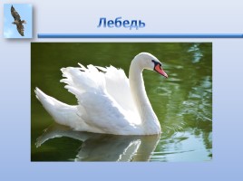 Урок ИЗО «Птицы России», слайд 11