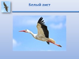 Урок ИЗО «Птицы России», слайд 4