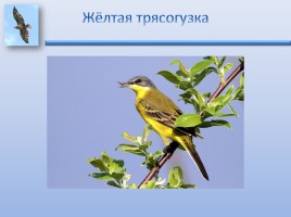 Урок ИЗО «Птицы России», слайд 6