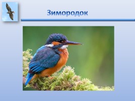 Урок ИЗО «Птицы России», слайд 7