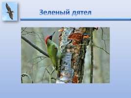 Урок ИЗО «Птицы России», слайд 8