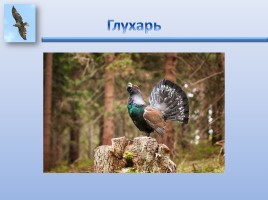Урок ИЗО «Птицы России», слайд 9