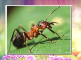 Удивительные факты о муравьях, слайд 11