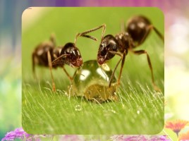 Удивительные факты о муравьях, слайд 12