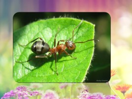 Удивительные факты о муравьях, слайд 14