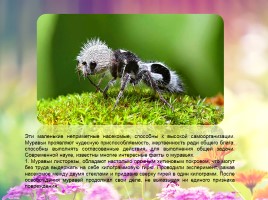 Удивительные факты о муравьях, слайд 3