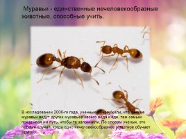 Удивительные факты о муравьях, слайд 5