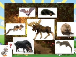 Урок по окружающему миру 1 класс «Кто такие звери?», слайд 12