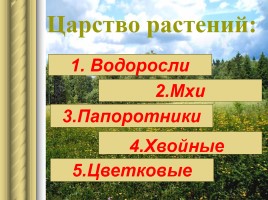 Растительный мир Земли, слайд 6