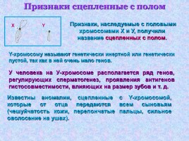 Урок биологии в 10 классе «Генетика пола - Наследование, сцепленное с полом», слайд 8