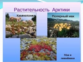 Всероссийский урок «Арктика - фасад России», слайд 29