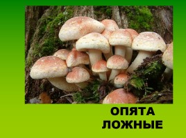 Съедобные и несъедобные грибы и ягоды, слайд 16