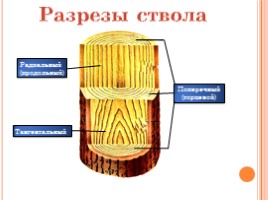 Породы древесины - Строение и свойства основных пород, слайд 11