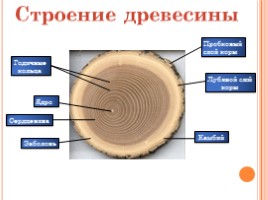 Породы древесины - Строение и свойства основных пород, слайд 12