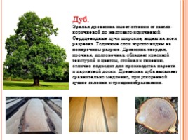 Породы древесины - Строение и свойства основных пород, слайд 5