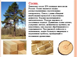 Породы древесины - Строение и свойства основных пород, слайд 7