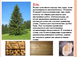 Породы древесины - Строение и свойства основных пород, слайд 9