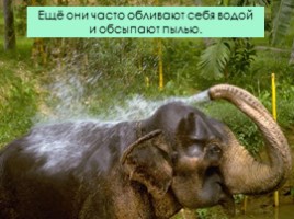 Слоны, слайд 14