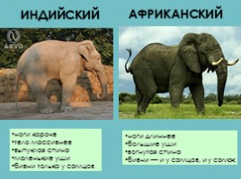Слоны, слайд 21