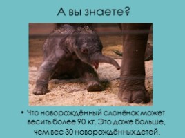 Слоны, слайд 24