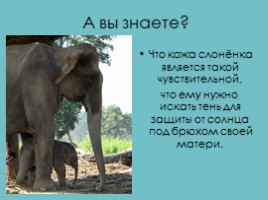 Слоны, слайд 25