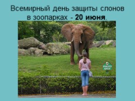 Слоны, слайд 49