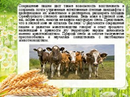 Сельское хозяйство - Растениеводство Оренбургской области, слайд 12