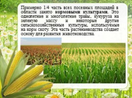 Сельское хозяйство - Растениеводство Оренбургской области, слайд 16