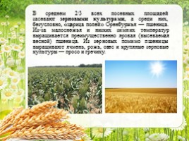 Сельское хозяйство - Растениеводство Оренбургской области, слайд 7
