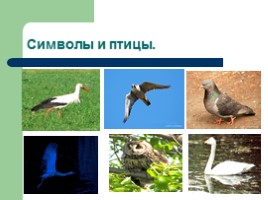Удивительный мир птиц, слайд 21