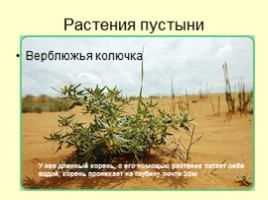 Пустыни (характеристика зоны пустынь России), слайд 6