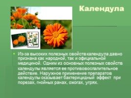 Редкие растения Крыма (к урокам Культура добрососедства и Окружающий мир), слайд 13