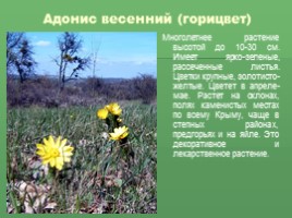 Редкие растения Крыма (к урокам Культура добрососедства и Окружающий мир), слайд 7