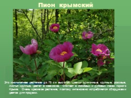 Редкие растения Крыма (к урокам Культура добрососедства и Окружающий мир), слайд 8
