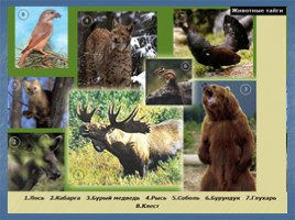 Животные Тайги (к урокам по предмету Окружающий мир), слайд 4