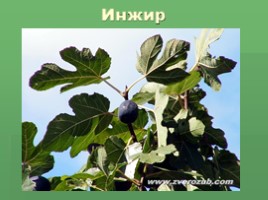 Растения Никитского ботанического сада Крыма (к урокам по предмету Окружающий мир), слайд 10