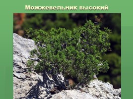 Растения Никитского ботанического сада Крыма (к урокам по предмету Окружающий мир), слайд 12