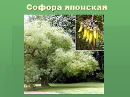 Растения Никитского ботанического сада Крыма (к урокам по предмету Окружающий мир), слайд 14