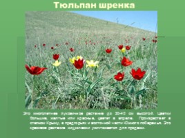 Растения Никитского ботанического сада Крыма (к урокам по предмету Окружающий мир), слайд 18