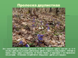 Растения Никитского ботанического сада Крыма (к урокам по предмету Окружающий мир), слайд 20