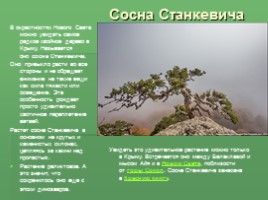 Растения Никитского ботанического сада Крыма (к урокам по предмету Окружающий мир), слайд 4